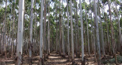 Afforestation site in South Africa