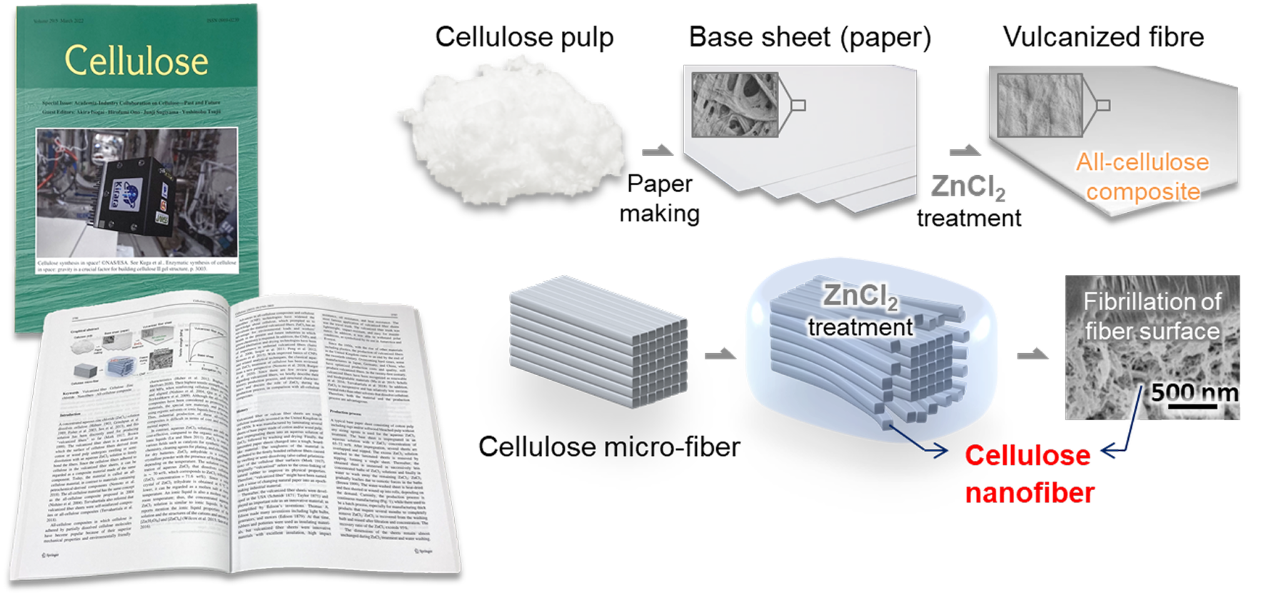 国際学術雑誌「Cellulose」に掲載された資料画像