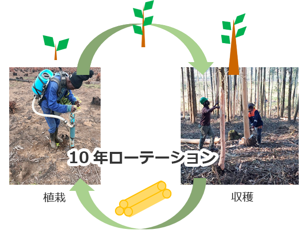 植栽、樹木の成長、収穫、木材利用を経て再び植栽を行う約10年ローテーションの森林資源の循環を、植栽と収穫の写真と矢印で示した画像